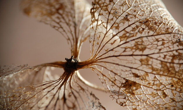 Riflessioni sul pontificato di Bergoglio – Abbé Renaud de Sainte Marie FSSPX