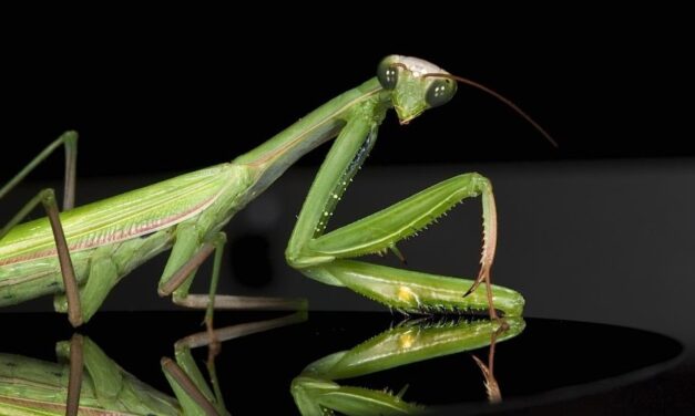 [Questione FSSPX] Bergoglio convalida le nozze celebrate dai sacerdoti “lefebvriani”