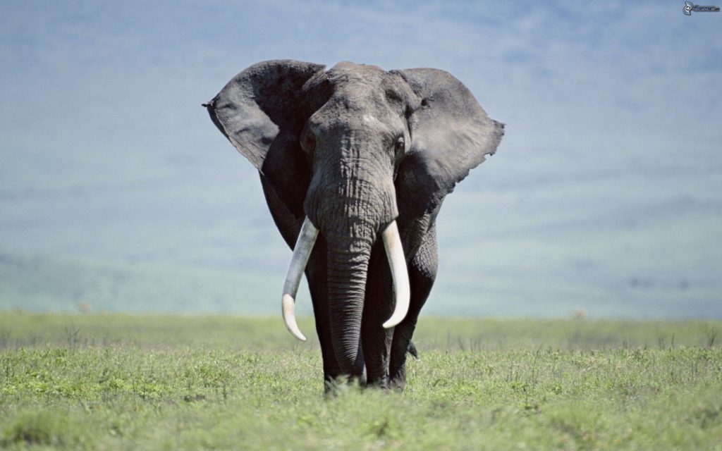 elefante-179087