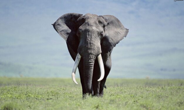 Occhio per occhio, elefante per elefante