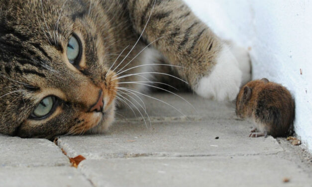 [CHARLIE] Si continua a giocare con una vita innocente