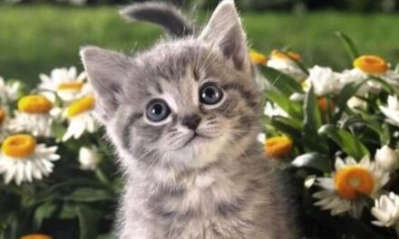 Gatti, Marianne e bandiere repubblicane: il Dies irae dell’Europa