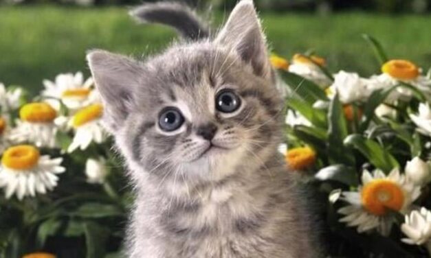 Gatti, Marianne e bandiere repubblicane: il Dies irae dell’Europa