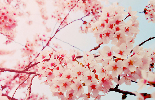 Charlie e la legge naturale