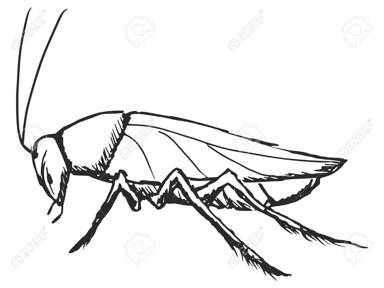 [ANTOLOGIA POETICA] Lo scarafaggio giornalista