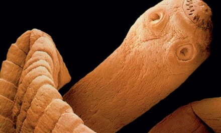 Radicali, il “partito-tenia”