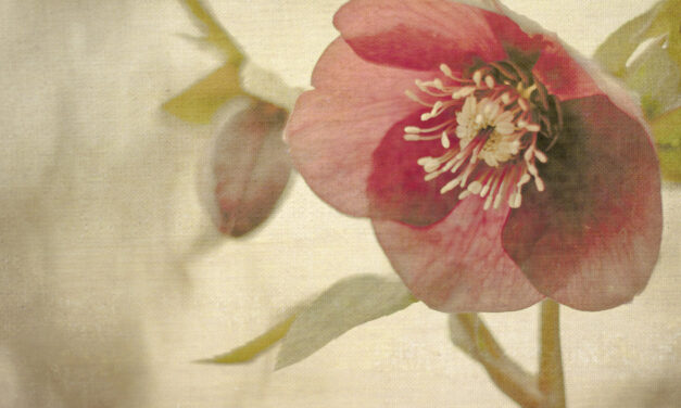 Sostegni vitali ed eutanasia, un chiarimento