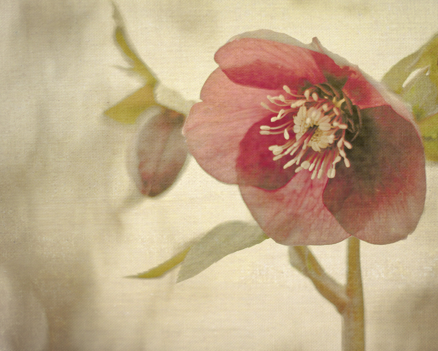 fiore vita