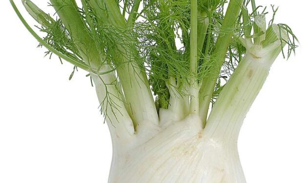 L’etimo della parola “finocchio”