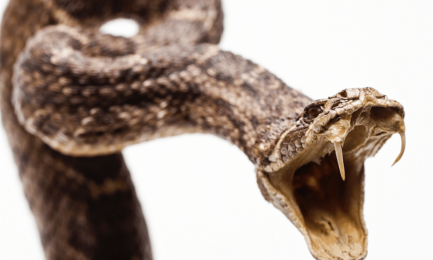 La testa del serpente