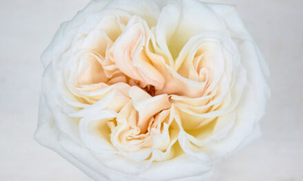 Tutto quello che volete sapere sul sesso