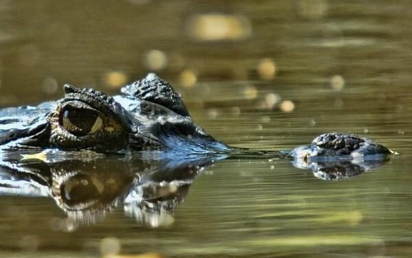 Di Radio Radicale e di altri rettili immortali.