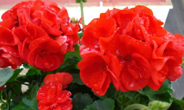 [IL GERANIO] Verso la dittatura perfetta