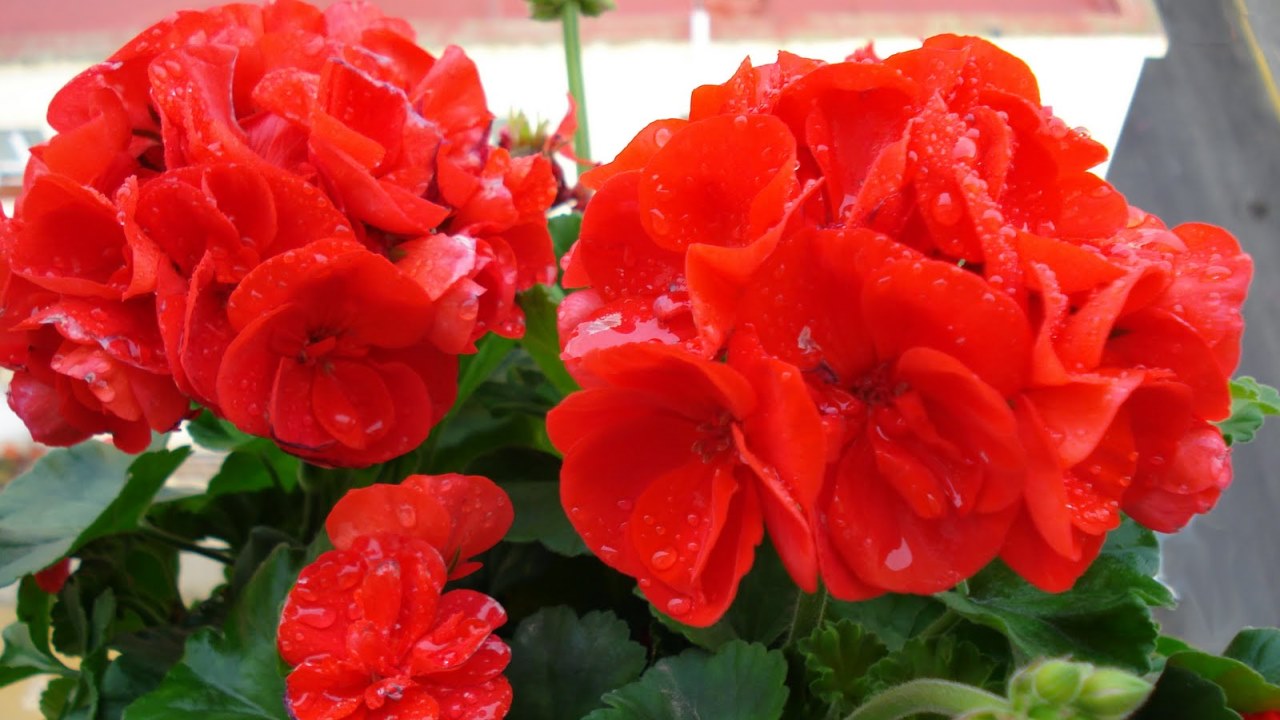 [IL GERANIO] Verso la dittatura perfetta