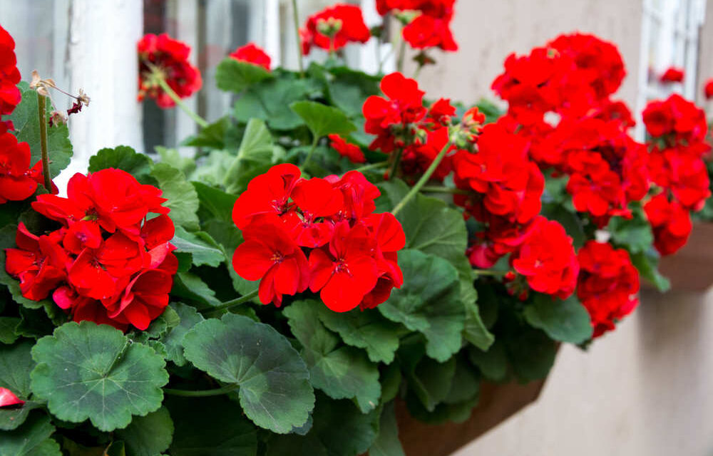 [IL GERANIO] La desolazione dell’Italietta colonizzata (post 1945)