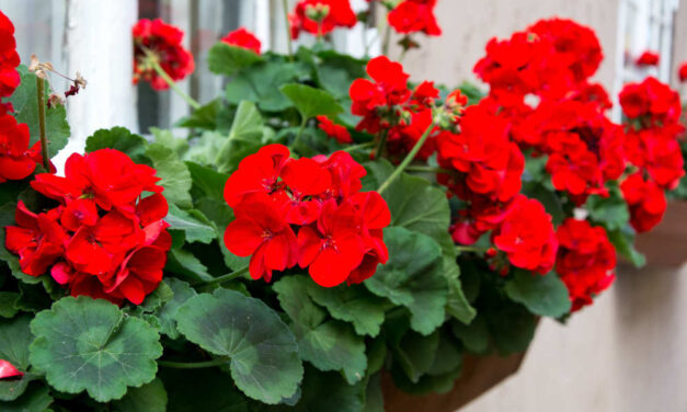 [IL GERANIO] La desolazione dell’Italietta colonizzata (post 1945)