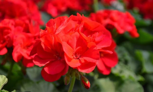 [IL GERANIO] Scordatevi (e scordiamoci) la vita normale