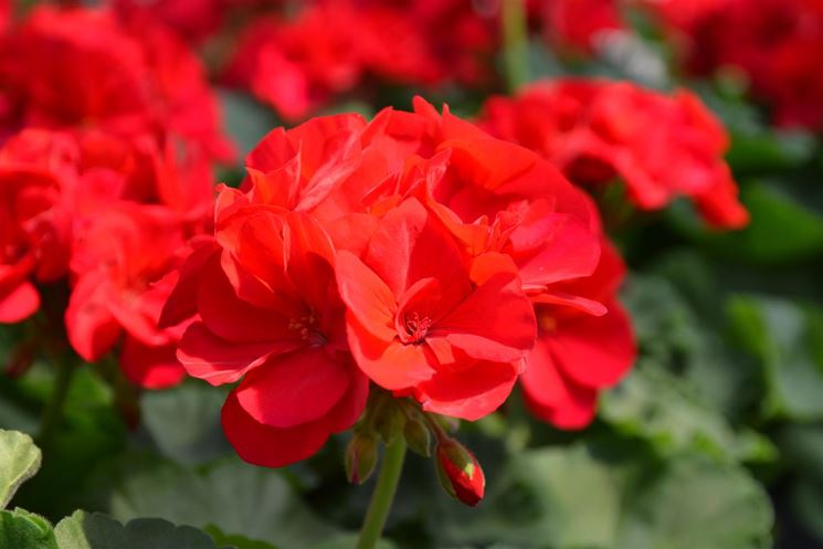 [IL GERANIO] Scordatevi (e scordiamoci) la vita normale