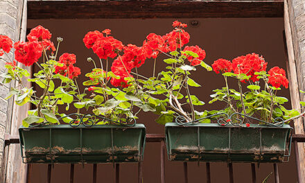 [IL GERANIO] Guerra globale