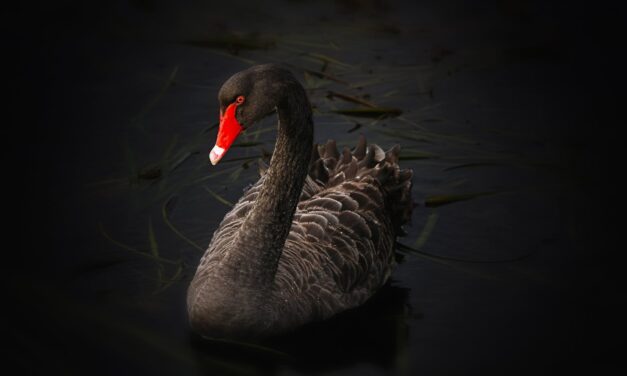 [CORONAVIRUS] Il cigno nero