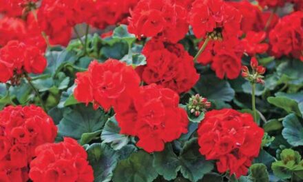 [IL GERANIO] Forze del disordine