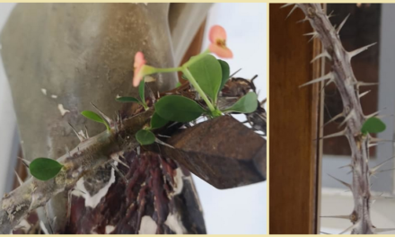 In questi tempi a Ponza una corona di spine secche fiorisce ai piedi della Croce