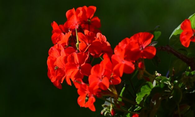[IL GERANIO] Quando il nemico è lo stato