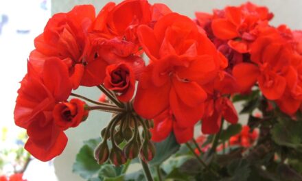 [IL GERANIO] Un esempio per tutti i cattolici